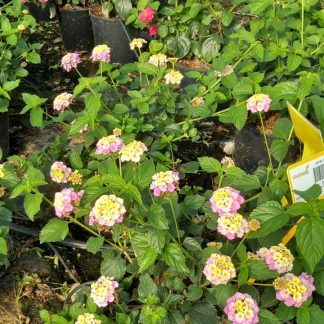 LANTANA CAMARA ROSA