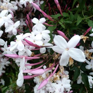 JASMINUM POLYANTHUM PIRAMIDAL