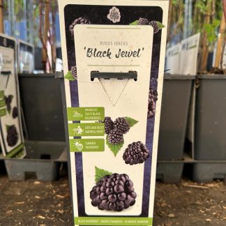 RUBUS IDAEUS NEGRA (FRAMBUESA)