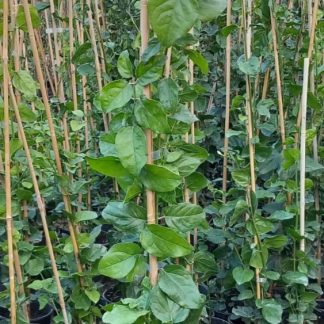 JASMINUM SAMBAC SIMPLE