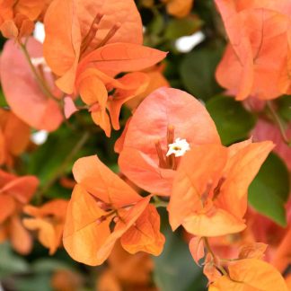 BOUGAINVILLEA NARANJA