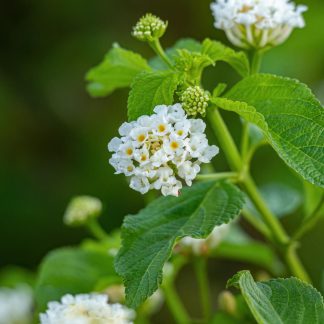 LANTANA CAMARA BLANCA