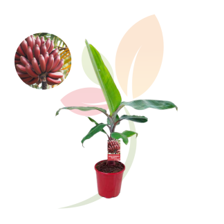 MUSA ACUMINATA 'RED DACCA'