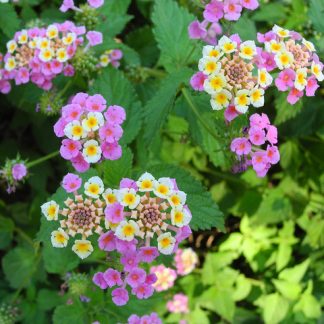 LANTANA CAMARA ANGIE FRESA TRICOLOR