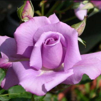 ROSAL TREPADOR MALVA/AZULADO