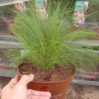 STIPA TENUIFOLIA PONYTAILS