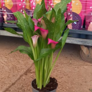 CALLA (ZANTEDESCHIA) COLORES MIX