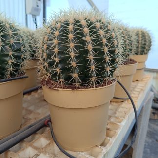 CACTUS GRUSONII