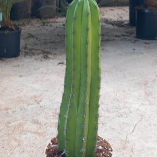 CACTUS POLANSKIA