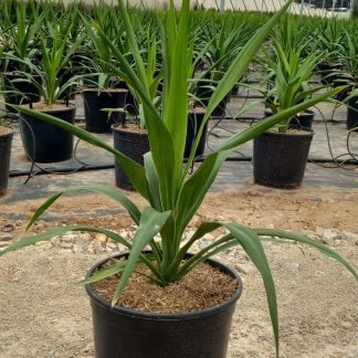 CORDYLINE EMERALD STAR