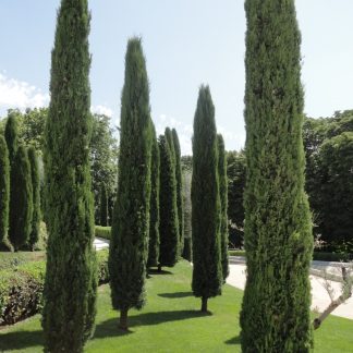 CUPRESSUS TOTEM