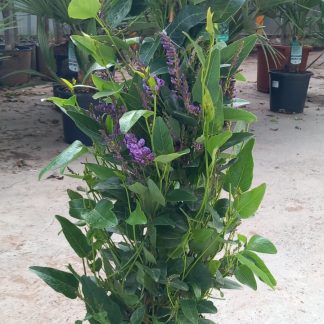 HARDENBERGIA PIRAMIDAL