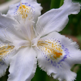 IRIS TECTORUM CRUELLA