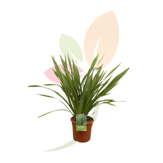 PHORMIUM TENAX VERDE