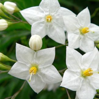 SOLANUM JASMINOIDES