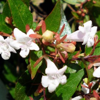 ABELIA GRANDIFLORA