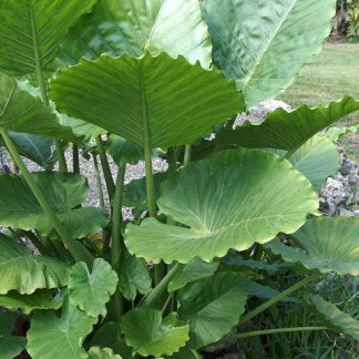 ALOCASIA GIGANTEA CALIFORNIA
