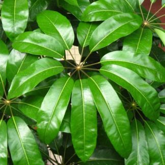 SCHEFFLERA ACTINOPHYLLA