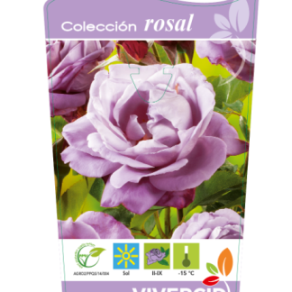 ROSAL PIE BAJO - MALVA/AZUL