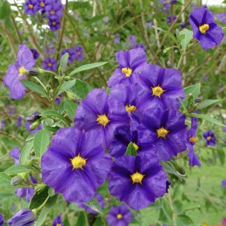 SOLANUM RANTONNETII