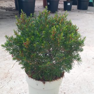 CHAMELAUCIUM UNCINATUM (WAX FLOWER)