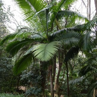 ARCHONTOPHOENIX ALEXANDRAE