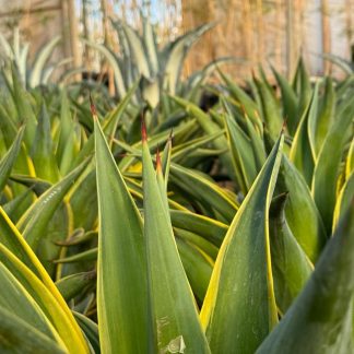 AGAVE DESMENTIANA VARIEGATA