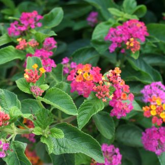 LANTANA CAMARA FUCSIA