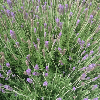 LAVANDULA DENTATA