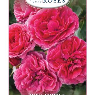 ROSAL COMESTIBLE 'DOLCE' - TASTE OF LOVE COLLECTION