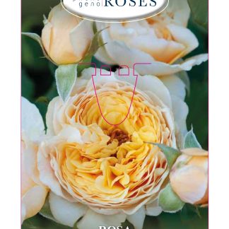 ROSAL 'FLORAL' - FASHION COLLECTION