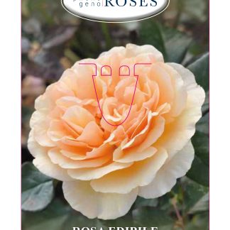 ROSAL COMESTIBLE 'JORDI ROCA' - TASTE OF LOVE COLLECTION
