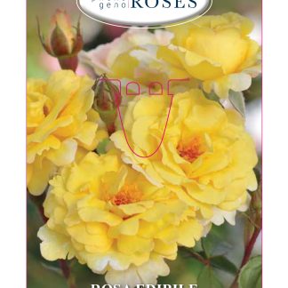 ROSAL COMESTIBLE 'NADIA ZEROUALI' - TASTE OF LOVE COLLECTION