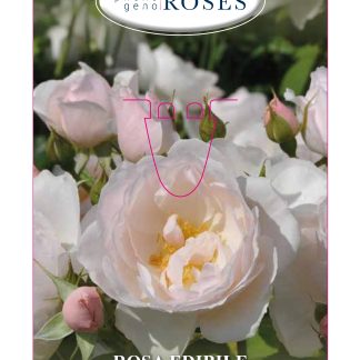 ROSAL COMESTIBLE 'PEAR' - TASTE OF LOVE COLLECTION