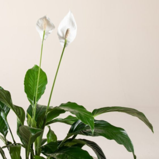 SPATHIPHYLLUM SEBASTIANO