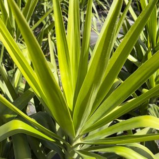 YUCCA ELEGANS