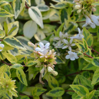 ABELIA GRANDIFLORA KALEIDOSCOPE