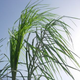 SYAGRUS ROMANZOFFIANUM (COCO PLUMOSO)