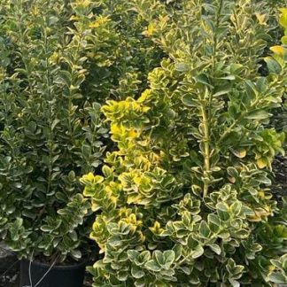 EUONYMUS JAP. AUREA