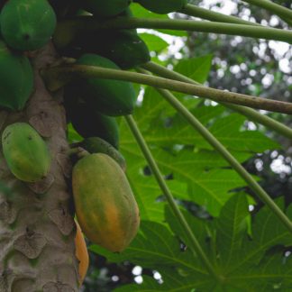 CARICA PAPAYA