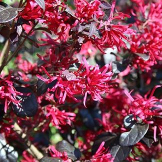 LOROPETALUM BLACK PEARL