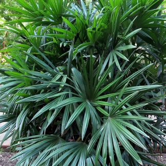 RAPHIS EXCELSA (MULTITRONCO)