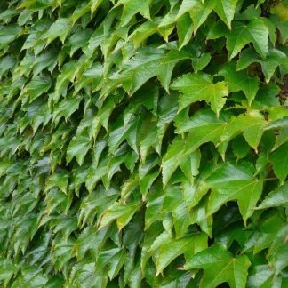 AMPELOPSIS TRICUSP. VEITCHII