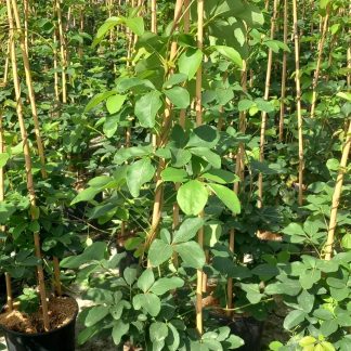 AKEBIA QUINATA (CREAM FORM)