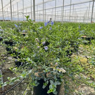 CEANOTHUS TRYRSIFLORUS REPENS