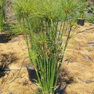 CYPERUS PAPYRUS NANA