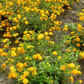 LANTANA REPENS AMARILLA