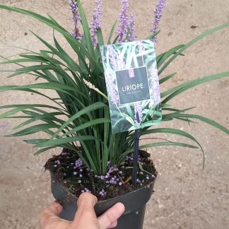LIRIOPE MONEYMAKER