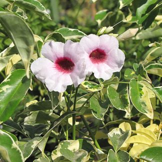 PANDOREA JASMINOIDES VARIEGATA