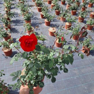 ROSAL PAISAJÍSTICO ROJO